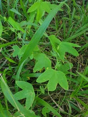 Passiflora subpeltata