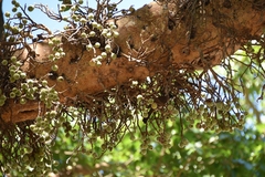 Ficus sycomorus sycomorus