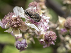 Megachile canariensis
