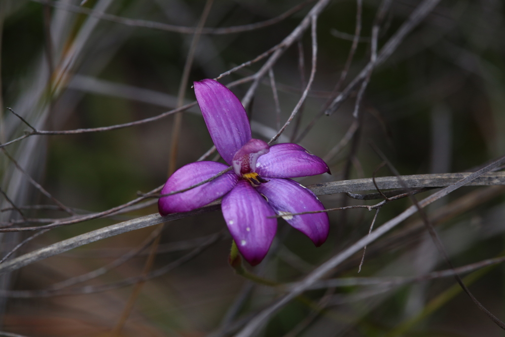 Caladenia × intermedia