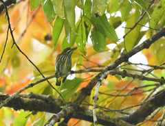 Dicaeum chrysorrheum