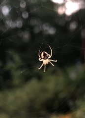 Araneus guttulatus