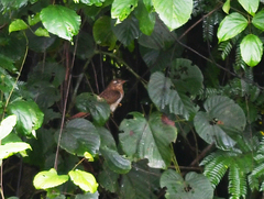 Cacomantis merulinus