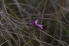 Elythranthera × intermedia