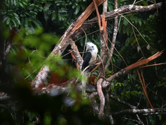 Berenicornis comatus