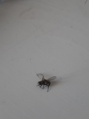Muscidae