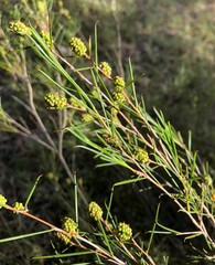 Melaleuca uncinata