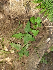 Urtica ferox
