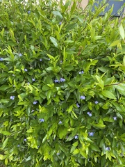 Billardiera heterophylla