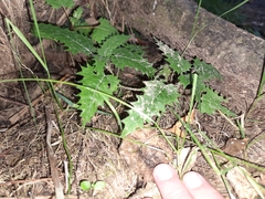 Urtica ferox