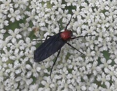 Dilophus pectoralis