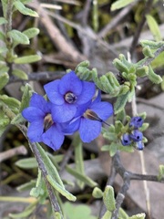 Halgania cyanea