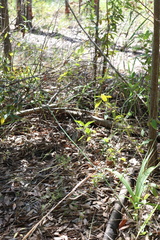 Eulophia streptopetala