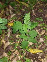 Urtica ferox