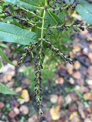 Tracheophyta