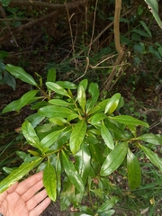 Myoporum laetum