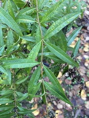 Tracheophyta