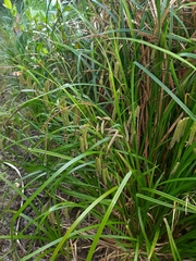 Carex geminata