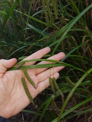 Carex geminata