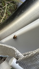 Ceratomegilla notata