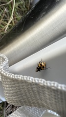 Ceratomegilla notata