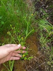 Ranunculus sceleratus