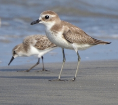 Charadrius leschenaultii