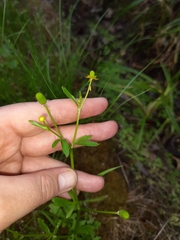 Ranunculus sceleratus
