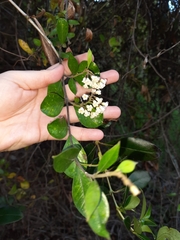 Parsonsia heterophylla