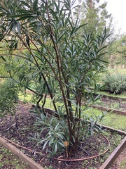Nerium oleander