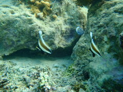 Heniochus chrysostomus