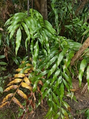 Asplenium oblongifolium