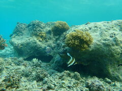 Heniochus chrysostomus
