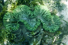 Tridacna squamosa