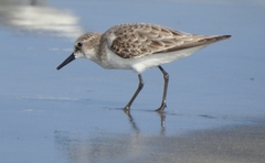 Calidris minuta