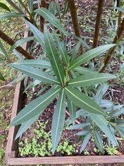 Nerium oleander