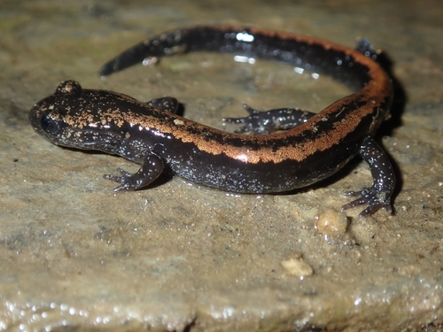 Gold-striped salamander, Principado de Asturias, ES-AS-AS, ES, photo 9 of 10