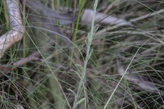 Coronidium scorpioides