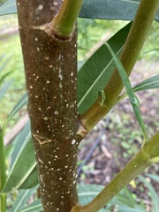 Nerium oleander