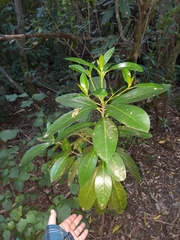 Corynocarpus