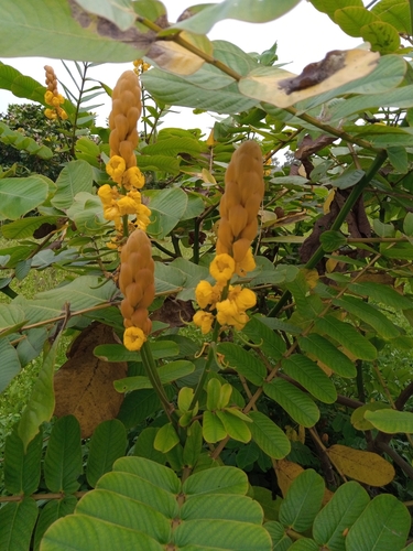 Candelabra Bush