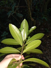 Corynocarpus