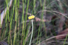 Coronidium scorpioides