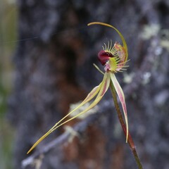 Caladenia radiata