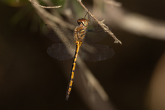 Hemicordulia continentalis