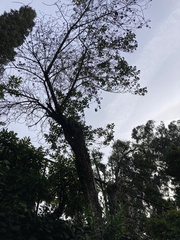 Angiospermae