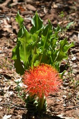 Scadoxus multiflorus multiflorus