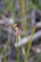 Caladenia radiata