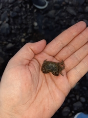 Hemigrapsus crenulatus