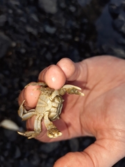 Hemigrapsus crenulatus